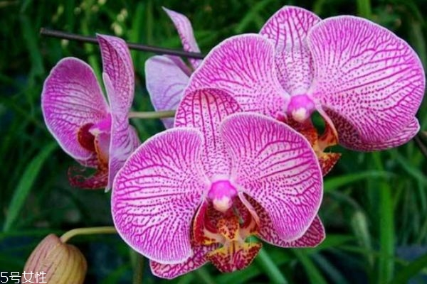 什么是蝴蝶蘭呢 蝴蝶蘭有什么作用呢 什么是蝴蝶蘭呢 蝴蝶蘭有什么作用呢