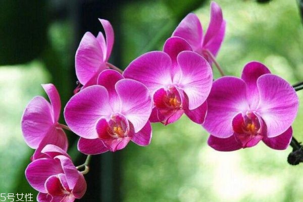 什么是蝴蝶蘭呢 蝴蝶蘭有什么作用呢 什么是蝴蝶蘭呢 蝴蝶蘭有什么作用呢