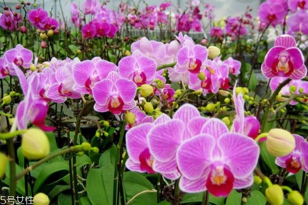 什么是蝴蝶蘭呢 蝴蝶蘭有什么作用呢 什么是蝴蝶蘭呢 蝴蝶蘭有什么作用呢