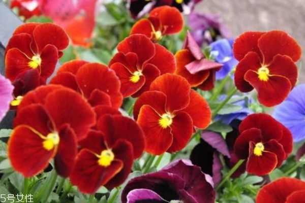 什么是三色堇呢 三色堇有什么作用呢 什么是三色堇呢 三色堇有什么作用呢