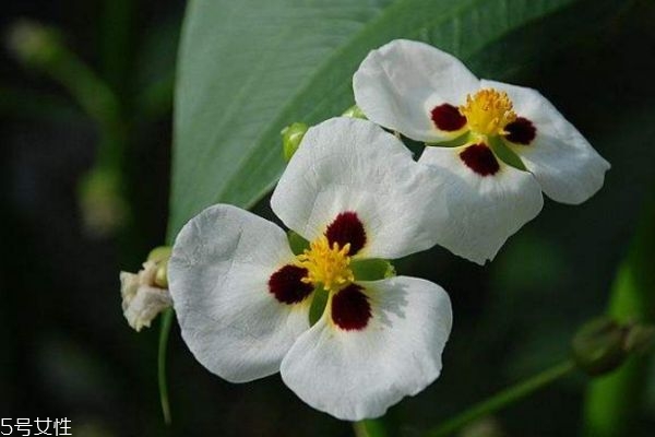 什么是慈菇花呢 慈菇花有什么作用呢 什么是慈菇花呢 慈菇花有什么作用呢