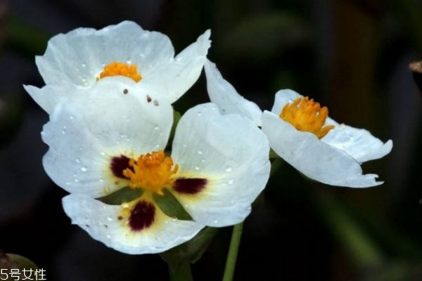 什么是慈菇花呢 慈菇花有什么作用呢 什么是慈菇花呢 慈菇花有什么作用呢