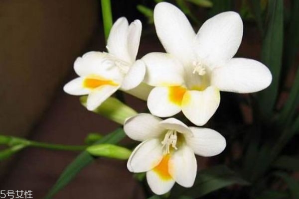 什么是星辰花呢 星辰花的生長(zhǎng)環(huán)境是怎么樣的呢 什么是星辰花呢 星辰花的生長(zhǎng)環(huán)境是怎么樣的呢