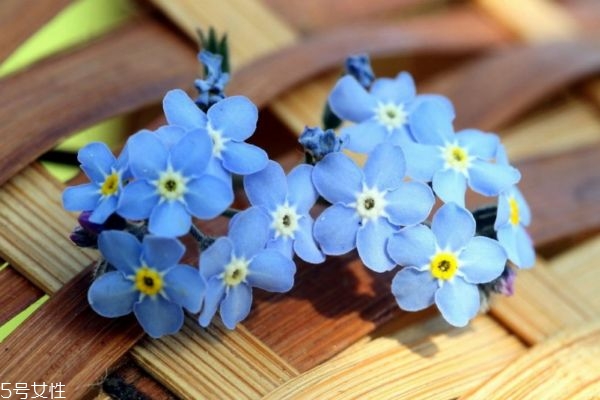 什么是星辰花呢 星辰花的生長(zhǎng)環(huán)境是怎么樣的呢 什么是星辰花呢 星辰花的生長(zhǎng)環(huán)境是怎么樣的呢