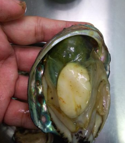 鮑魚怎么吃簡(jiǎn)單又營養(yǎng) 餐桌上的美食