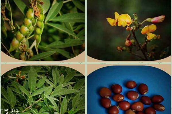 木豆有什么食用禁忌呢 什么人群不能吃木豆呢 木豆有什么食用禁忌呢 什么人群不能吃木豆呢