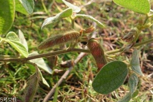 木豆有什么食用禁忌呢 什么人群不能吃木豆呢 木豆有什么食用禁忌呢 什么人群不能吃木豆呢