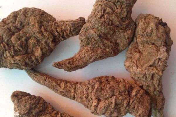 什么是地黃呢 地黃有什么作用呢 什么是地黃呢 地黃有什么作用呢