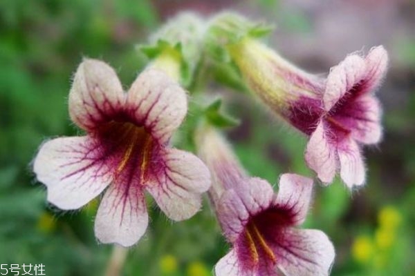 什么是地黃呢 地黃有什么作用呢 什么是地黃呢 地黃有什么作用呢