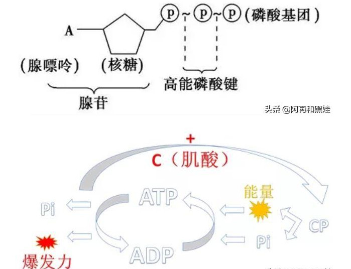 肌酸的作用和吃法是什么 肌酸的作用和吃法是什么