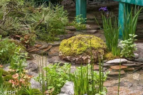 木賊主要分布在哪里呢 木賊使用有什么禁忌呢