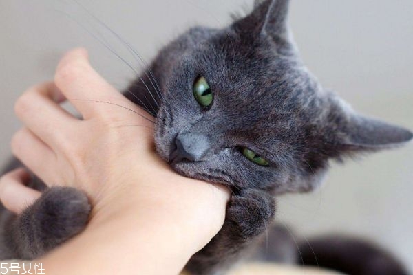 什么是狂犬病呢 狂犬病有什么癥狀呢 什么是狂犬病呢 狂犬病有什么癥狀呢