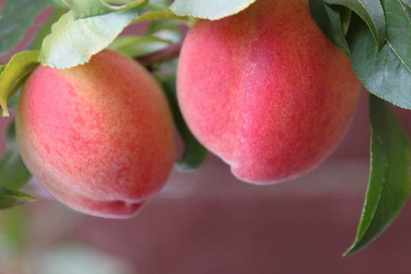 水蜜桃中含鐵嗎 水蜜桃有哪些吃法 水蜜桃中含鐵嗎 水蜜桃有哪些吃法