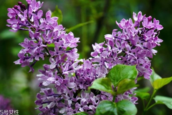 紫丁香的花語(yǔ)是什么呢 紫丁香應(yīng)該怎么種植呢 紫丁香的花語(yǔ)是什么呢 紫丁香應(yīng)該怎么種植呢