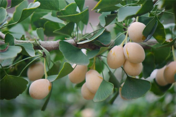 糖尿病能吃銀杏果嗎 吃銀杏果能降血糖嗎 糖尿病能吃銀杏果嗎 吃銀杏果能降血糖嗎