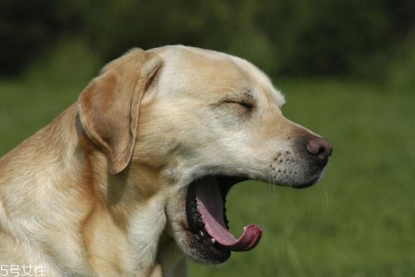 打哈欠是會傳染的嗎 為什么會打哈欠呢