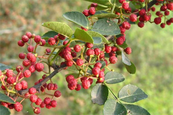 花椒泡腳放多少合適 花椒泡腳用籽還是殼好 花椒泡腳放多少合適 花椒泡腳用籽還是殼好