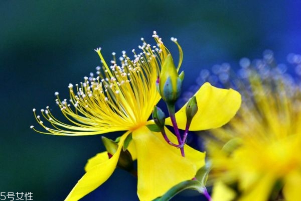 什么是金絲桃呢 金絲桃和金絲梅有什么關(guān)系嗎 什么是金絲桃呢 金絲桃和金絲梅有什么關(guān)系嗎