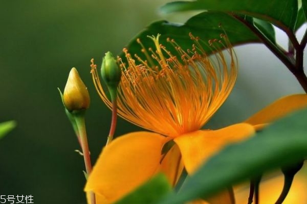 什么是金絲桃呢 金絲桃和金絲梅有什么關(guān)系嗎 什么是金絲桃呢 金絲桃和金絲梅有什么關(guān)系嗎