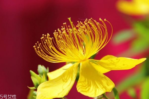 什么是金絲桃呢 金絲桃和金絲梅有什么關(guān)系嗎 什么是金絲桃呢 金絲桃和金絲梅有什么關(guān)系嗎