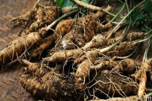 土黨參有什么營養(yǎng)價值呢 土黨參有什么作用呢 土黨參有什么營養(yǎng)價值呢 土黨參有什么作用呢