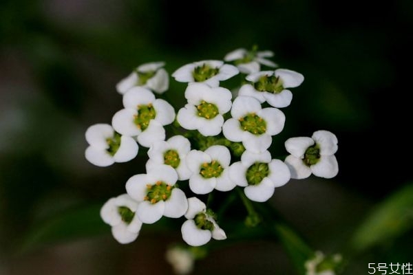 什么是香雪球呢 香雪球有什么作用嗎 什么是香雪球呢 香雪球有什么作用嗎