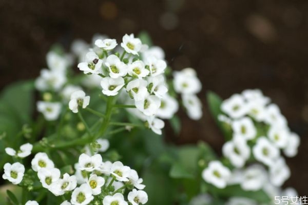 什么是香雪球呢 香雪球有什么作用嗎 什么是香雪球呢 香雪球有什么作用嗎