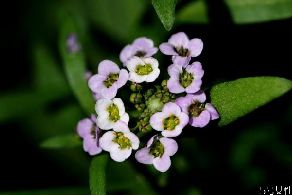 什么是香雪球呢 香雪球有什么作用嗎 什么是香雪球呢 香雪球有什么作用嗎