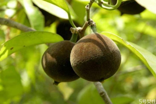 什么是大風子呢 大風子有什么作用呢 什么是大風子呢 大風子有什么作用呢