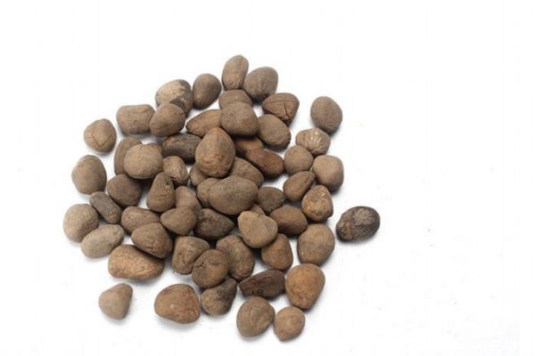 什么是大風子呢 大風子有什么作用呢 什么是大風子呢 大風子有什么作用呢