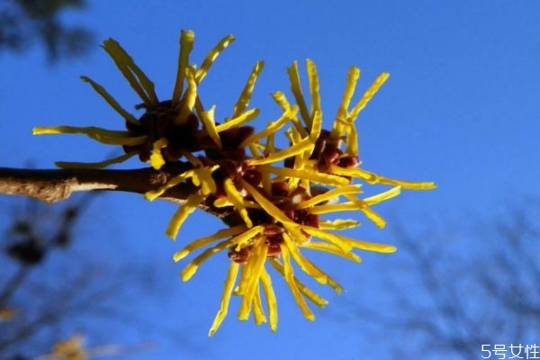 什么是金縷梅呢 金縷梅有什么作用呢 什么是金縷梅呢 金縷梅有什么作用呢