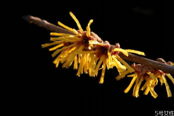 金縷梅花語(yǔ)是什么呢 金縷梅的花期怎么樣的呢 金縷梅花語(yǔ)是什么呢 金縷梅的花期怎么樣的呢