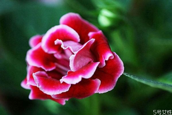 什么是大巖桐呢 大巖桐有什么作用呢 什么是大巖桐呢 大巖桐有什么作用呢