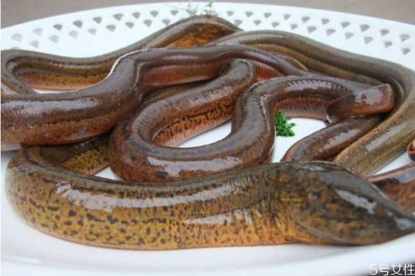 黃鱔有什么營(yíng)養(yǎng)價(jià)值呢 黃鱔怎么做好吃呢