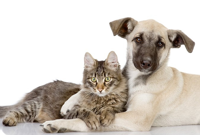 古代人怎么治狂犬病 古代沒有狂犬病疫苗為什么還養(yǎng)狗 古代人怎么治狂犬病 古代沒有狂犬病疫苗為什么還養(yǎng)狗