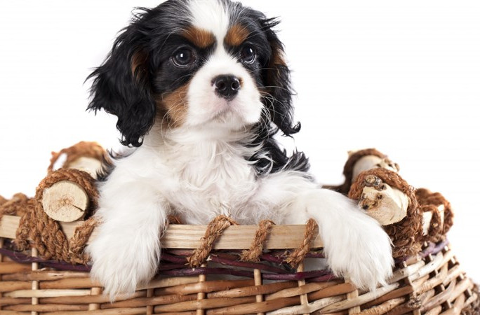 古代人怎么治狂犬病 古代沒有狂犬病疫苗為什么還養(yǎng)狗 古代人怎么治狂犬病 古代沒有狂犬病疫苗為什么還養(yǎng)狗