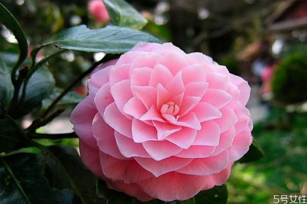 什么是山茶花呢 山茶花有什么作用呢 什么是山茶花呢 山茶花有什么作用呢