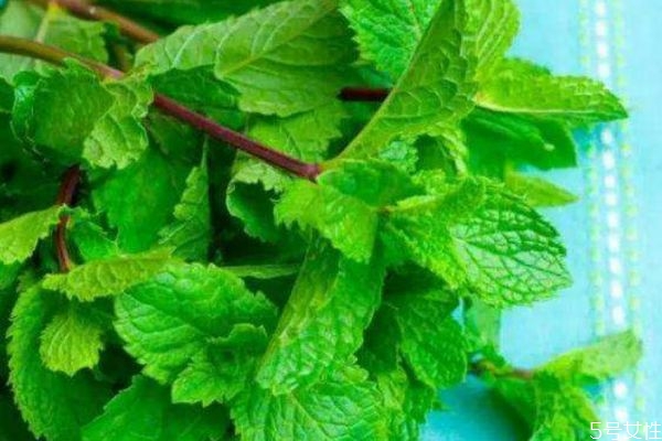 什么是貓薄荷呢 貓薄荷和貓草一樣嗎 什么是貓薄荷呢 貓薄荷和貓草一樣嗎