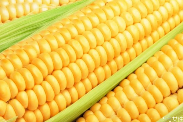 如何區(qū)分老玉米和新玉米 如何挑選玉米呢