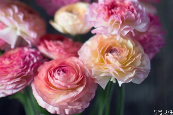 花毛茛的花語是什么呢 花毛茛有什么顏色的呢 花毛茛的花語是什么呢 花毛茛有什么顏色的呢