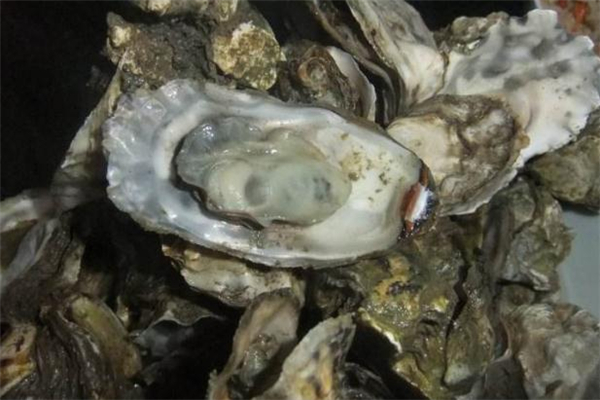海蠣子蒸了不張嘴是什么原因 海蠣子用什么鍋蒸好 海蠣子蒸了不張嘴是什么原因 海蠣子用什么鍋蒸好