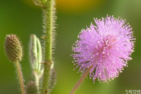 什么是含羞草呢 含羞草有什么作用呢 什么是含羞草呢 含羞草有什么作用呢