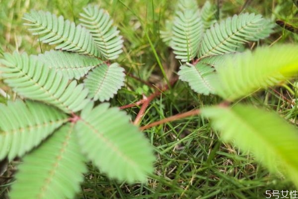 含羞草的花語是什么呢 含羞草開花是幾月份呢 含羞草的花語是什么呢 含羞草開花是幾月份呢
