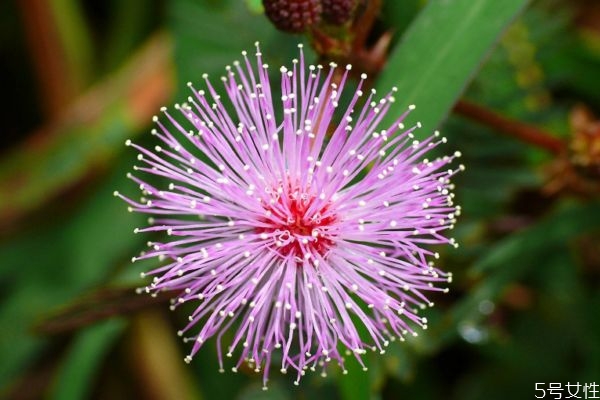 含羞草的花語是什么呢 含羞草開花是幾月份呢 含羞草的花語是什么呢 含羞草開花是幾月份呢