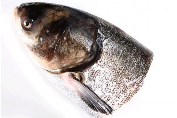 鳙魚有什么營養(yǎng)價值呢 鳙魚怎么做好吃呢 鳙魚有什么營養(yǎng)價值呢 鳙魚怎么做好吃呢