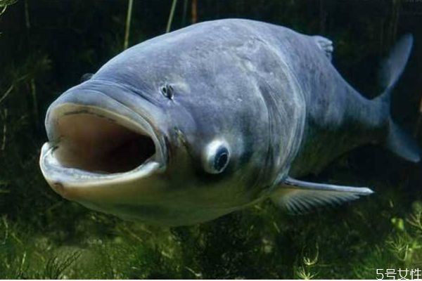 吃鳙魚有什么注意事項呢 什么人群不能吃鳙魚呢 吃鳙魚有什么注意事項呢 什么人群不能吃鳙魚呢