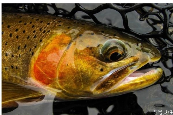 什么人群不能吃鱒魚呢 鱒魚怎么做好吃呢 什么人群不能吃鱒魚呢 鱒魚怎么做好吃呢