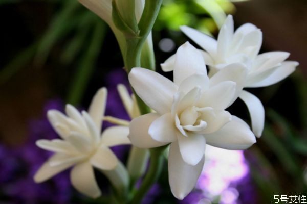 什么是晚香玉呢 晚香玉有什么作用呢 什么是晚香玉呢 晚香玉有什么作用呢