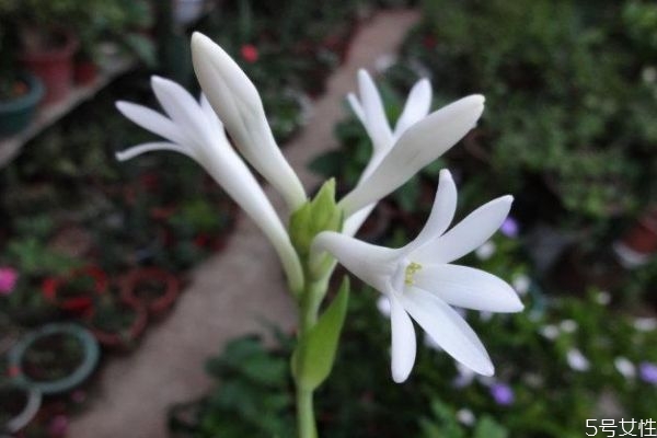 什么是晚香玉呢 晚香玉有什么作用呢 什么是晚香玉呢 晚香玉有什么作用呢