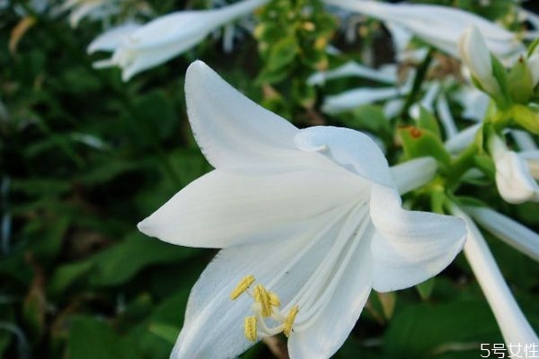 什么是晚香玉呢 晚香玉有什么作用呢 什么是晚香玉呢 晚香玉有什么作用呢